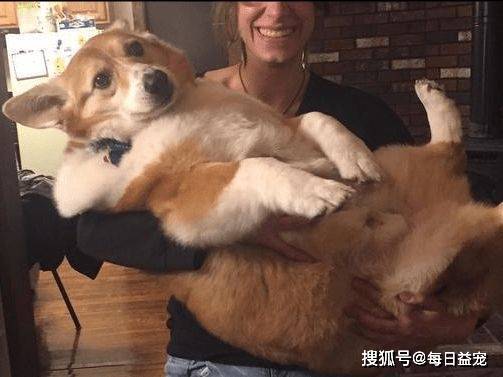 体重|全球最大的柯基，体重达到27KG，确定不是猪假扮的？