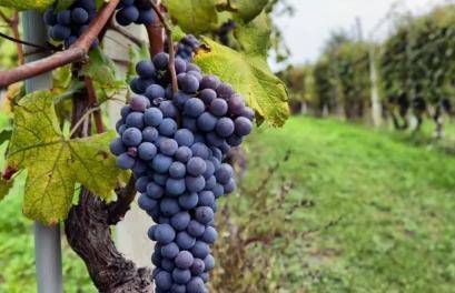 葡萄|别在喝自酿的葡萄酒了,专家发现里面有大量的大肠菌,吓死宝宝了