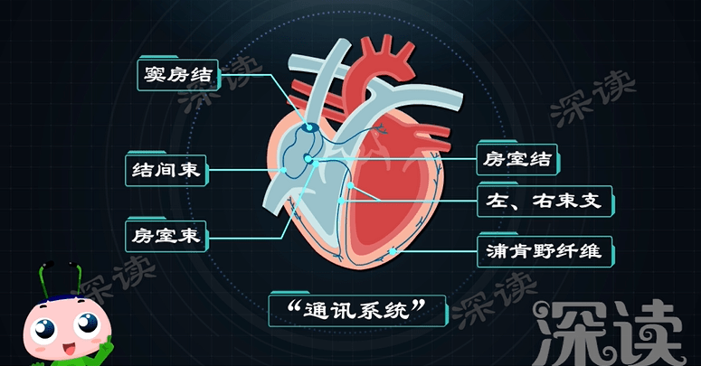 心律失常咋回事?心慌胸闷背后真相是啥?房颤发病机制动漫版!