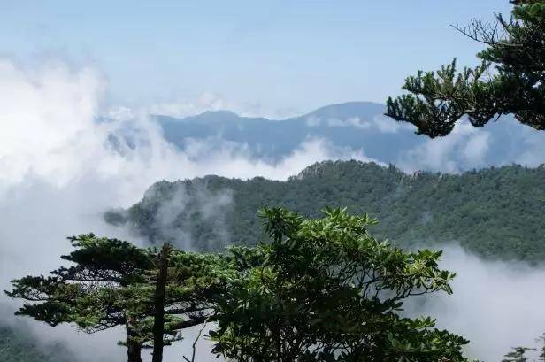 松林|盼望着，盼望着，朱雀国家森林公园终于开园了，快来秦岭赏云海吧