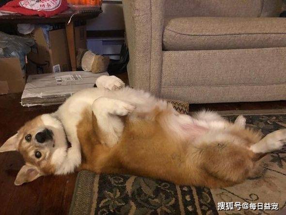 体重|全球最大的柯基，体重达到27KG，确定不是猪假扮的？