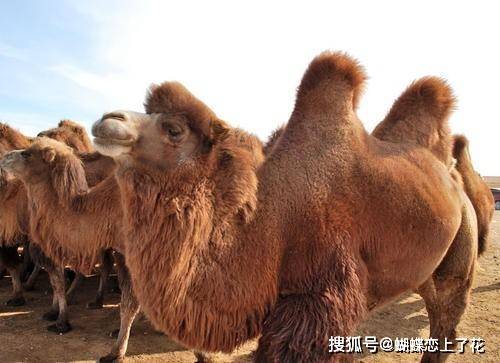谢大脚车祸原因:车撞上两头骆驼,凌晨的公路上为何有骆驼?