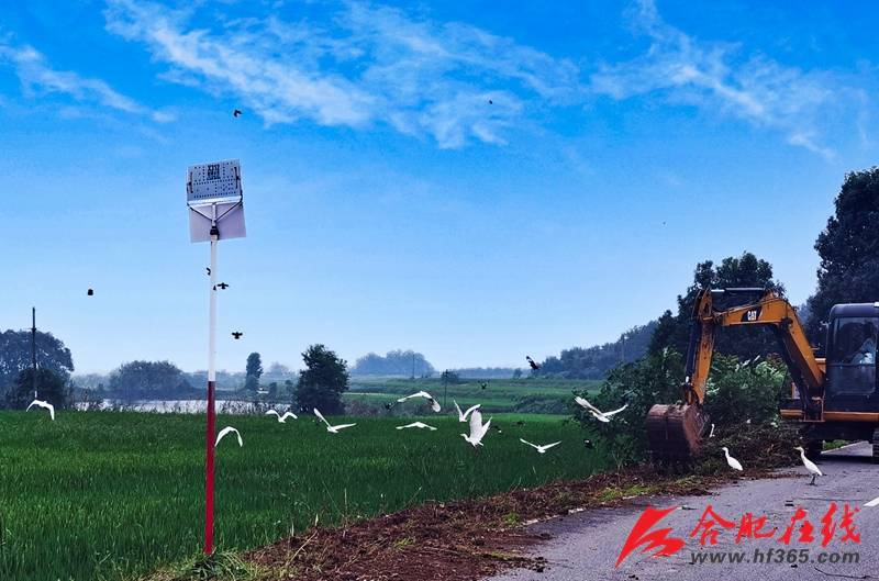 鸟儿|肥西山南长庄村：白鹭觅食成为太空莲基地新风景