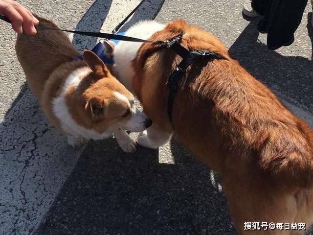 体重|全球最大的柯基，体重达到27KG，确定不是猪假扮的？