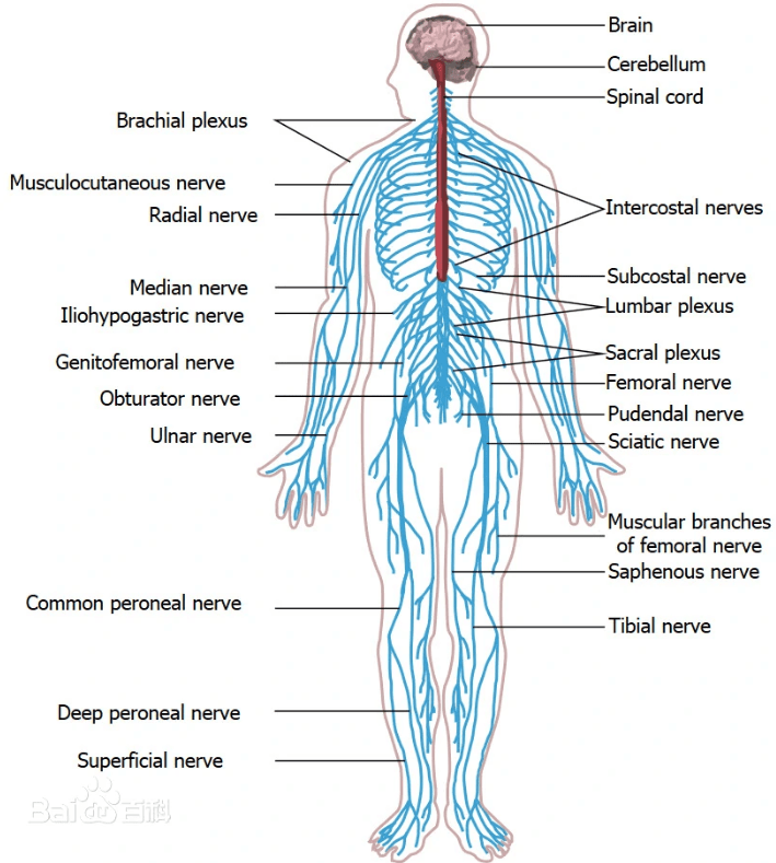 瑞妮葆|瑞妮葆芝麻素SVE:年轻人也要重视神经系统健康