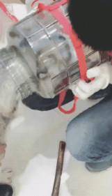 二哈為了吃到瓶子裡的雞蛋，頭被卡住了，讓鏟屎官哭笑不得！ 萌趣萌寵 第4张