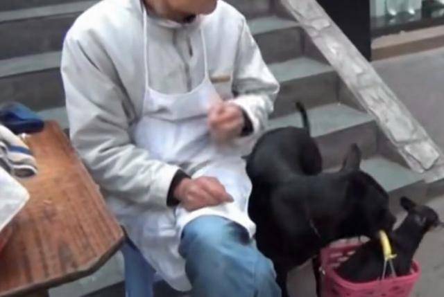 主人要把小狗賣掉，狗媽用籃子叼著小狗就跑出去，母愛讓人感動 萌趣萌寵 第4张
