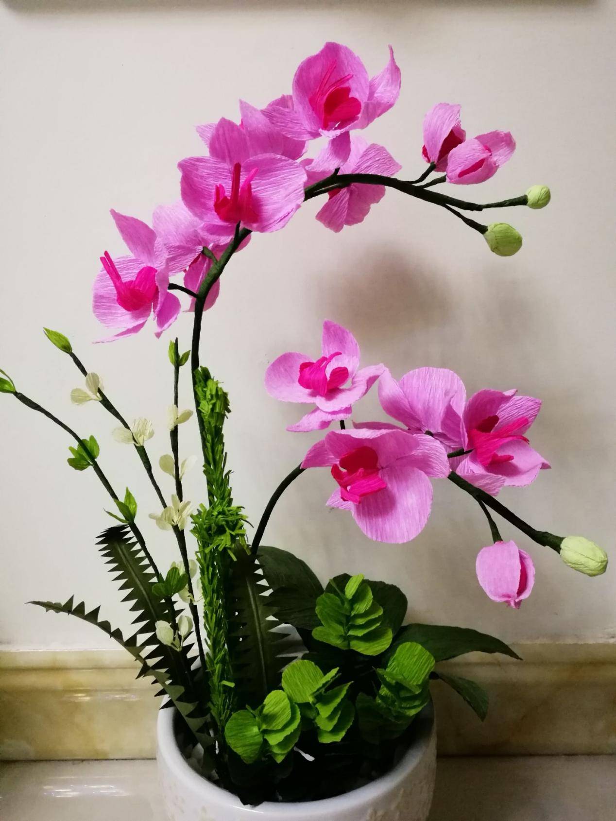 蝴蝶兰开花过程图片 蝴蝶兰开花全过程视频
