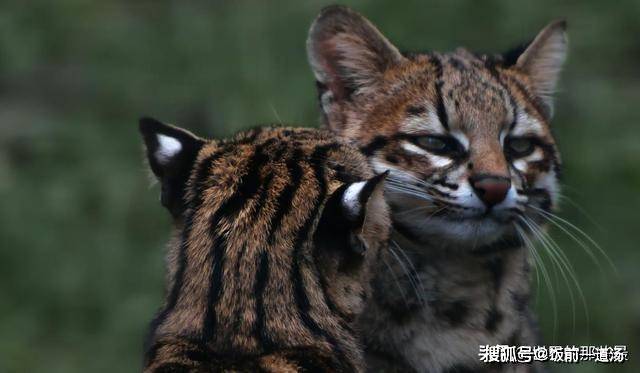 原创外表最像老虎的小型猫科动物如家猫一般大性格异常凶猛