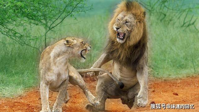 克鲁格狮vs东北虎图片