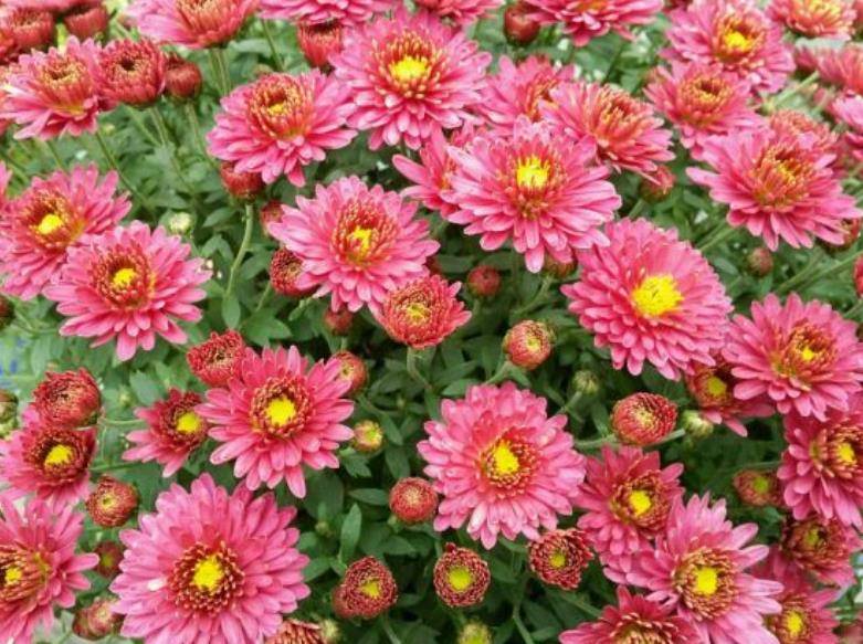 9月养花好时节 5种花现在养一盆 一开就是大半年 适合新手 养护