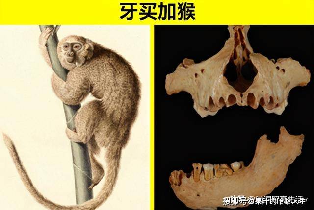 什么鬼什么神成语动物_成语故事简笔画(4)