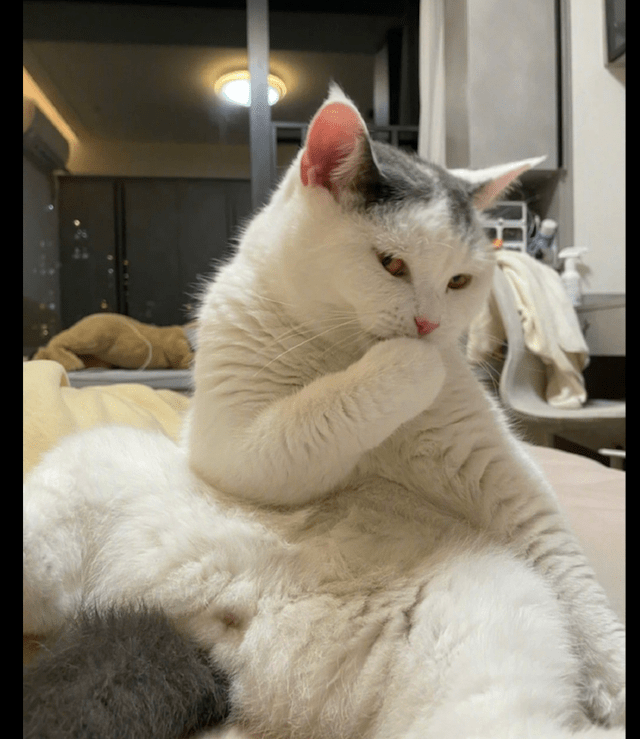 妖娆猫表情图片