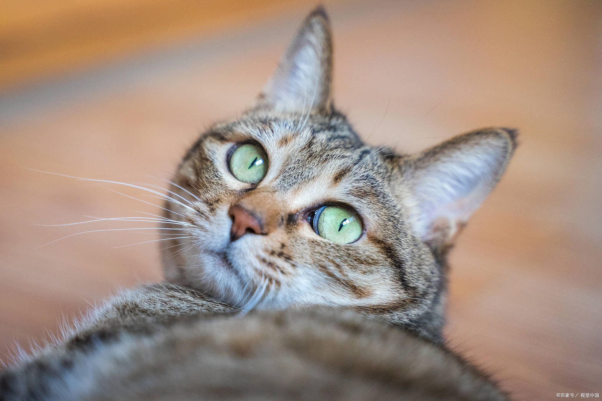 猫咪怎么洗澡才乖顺 8d4df056f5c94a1aa96ce71c76802d89.jpeg