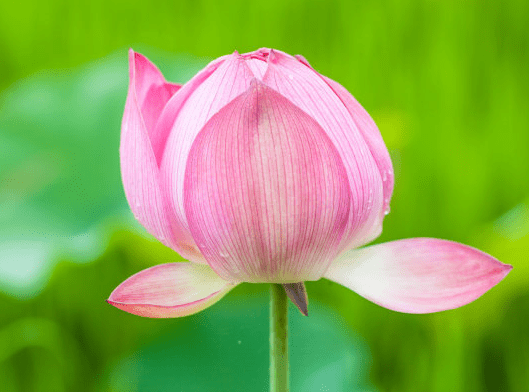 五行中水生木 95df20c8840949b4bc467b1ea3573e30.png