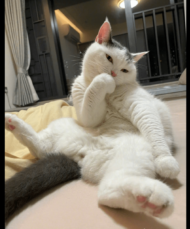 原创猫咪坐在床上舔爪子这模样好油腻又妖娆猫爱我你怕了吗
