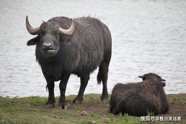 小水牛的叫声图片