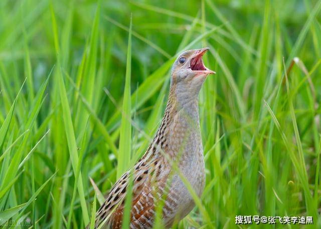 农村稻田常见的禾鸡,你们那还有吗?突然消失的背后发生了什么?_人们