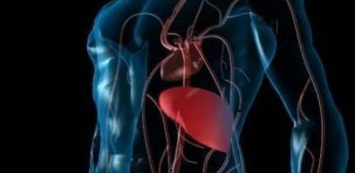 垃圾|早上起床，你是否有这4个表现，若有2个以上，恭喜！你的肝很好