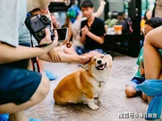 时间|柯基咖啡馆，爱宠人士的福音，非常值得去一次！