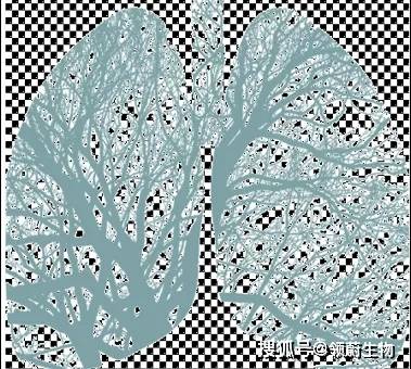 功能|干细胞是肺纤维化的“清道夫”，是肺损伤患者的福音