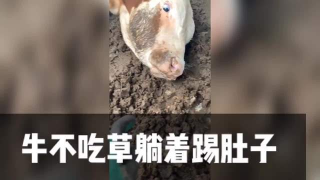 牛肚子疼怎么办