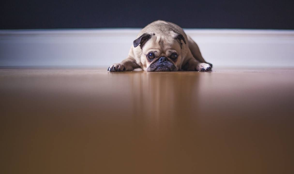 厕所|有宠生活:买回小狗不知道从哪开始训练?可以从三个基本训练做起