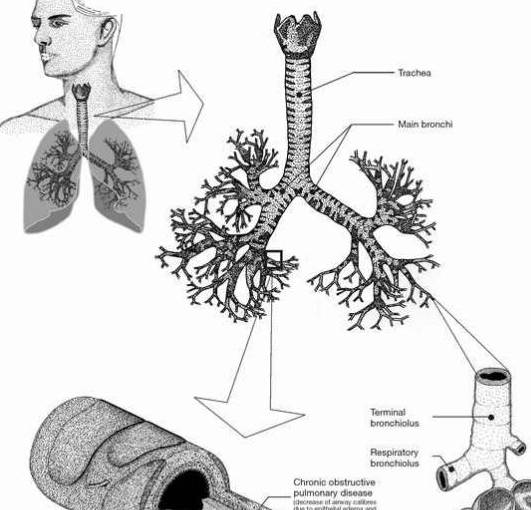 症状|半年就要命，吴邪得的肺纤维化是什么病？