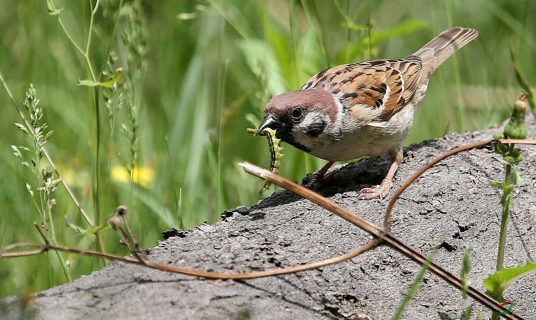 巴厘岛数百只麻雀从天降落又是什么征兆为何我国麻雀都是进口