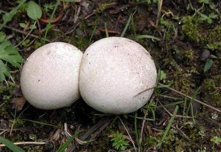 草地上,树林中分子连房,前屋后都有这种"白馒头",实际上它是一种菌类