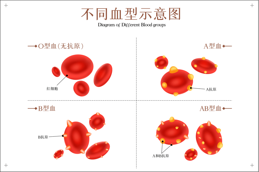 O型血真的是万能血吗 红细胞