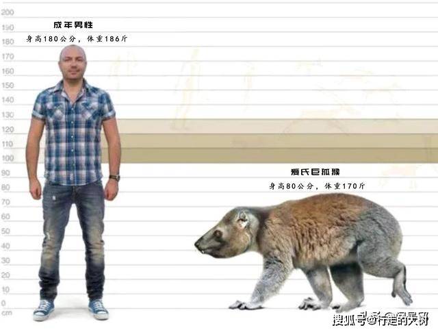 他们发现了一块爱氏巨狐猴的颚骨,有1475年的历史