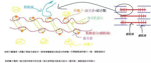 降低|为什么你需要”长时间低强度”有氧训练? (中)