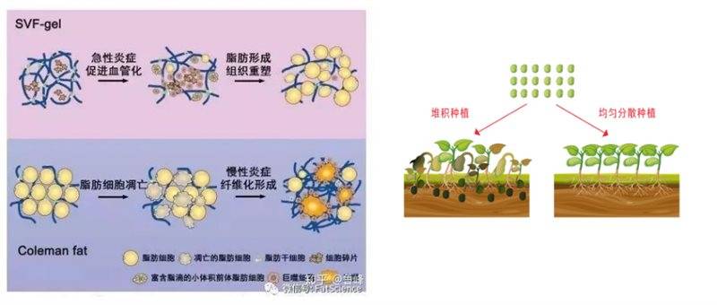 品牌|再生医美新风口，心辰品牌如何引领再生材料新方向