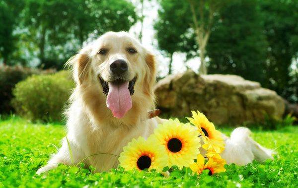 诱惑力|狗狗挑食怎么办?超有效挑食纠正法!