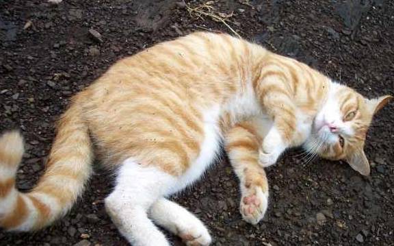 猫咪国内的流浪猫，外国人居然把它当宝，原来是有这种特殊能力