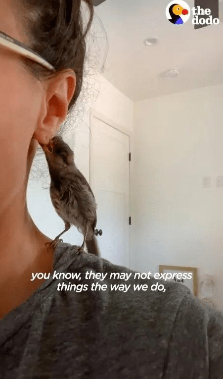 受伤的小麻雀广场舞 d645da66b4ba4583acbba69cdf929557.png