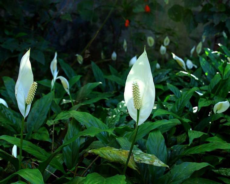 树是怎么产生氧气 d7e6b87c6a32476f8a84b8992e908fdc.jpeg