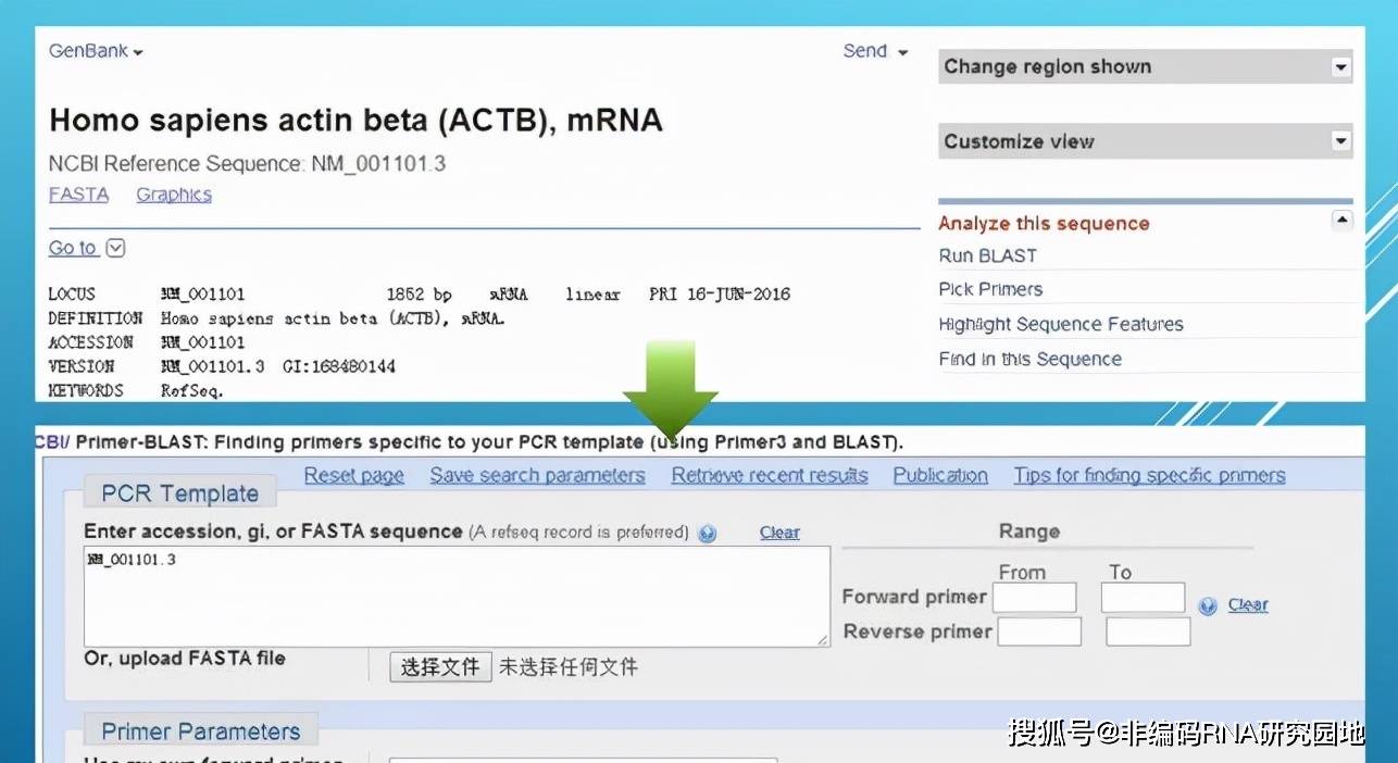 NCBI使用教程qPCR 引物设计_Primer