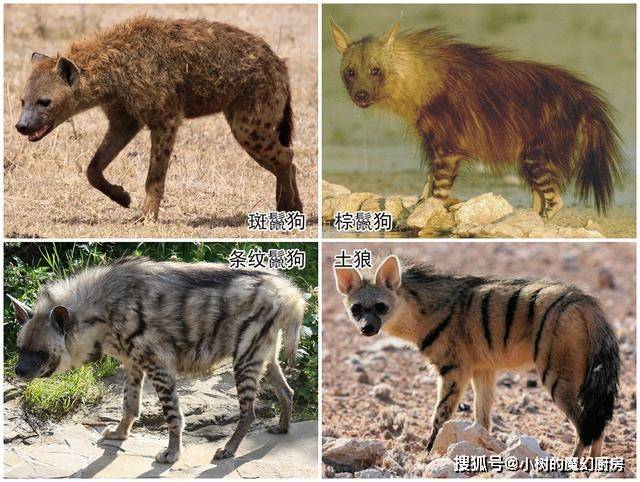 沙漠里四种动物图片