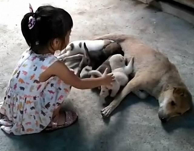 生怕狗媽媽護崽咬我女兒，確認過這是小主人以後，土狗：盡管摸 萌趣萌寵 第4张