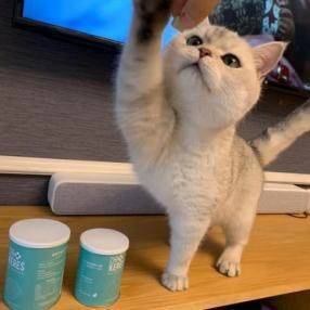 瑞萌|猫零食怎么选，2021猫零食推荐