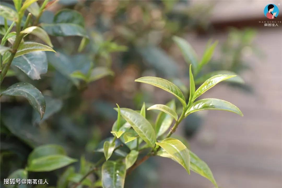 技术|熟茶的拼配就是东拼西凑？这些偏见是时候消除了！