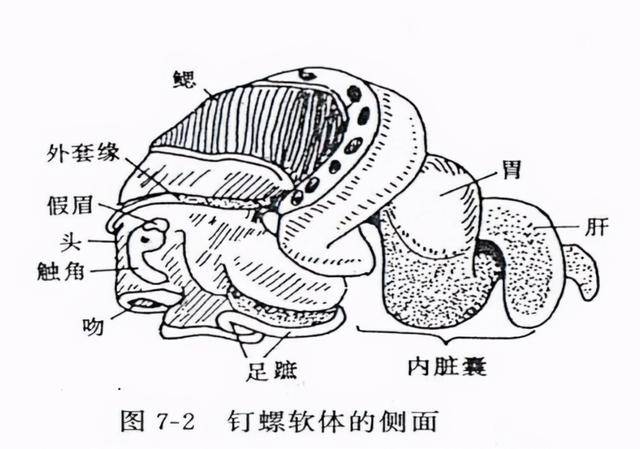 田螺结构解剖图图片