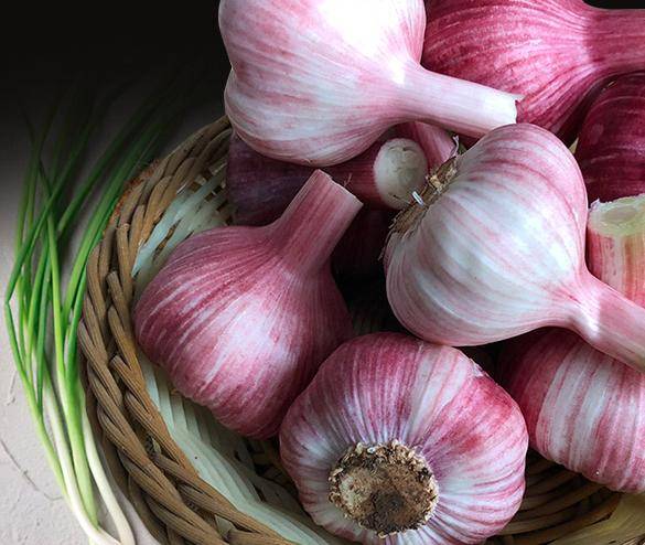 蒜头怎么保存不会烂 39fbfe1eb4d04111be654ddfcf40e935.jpeg