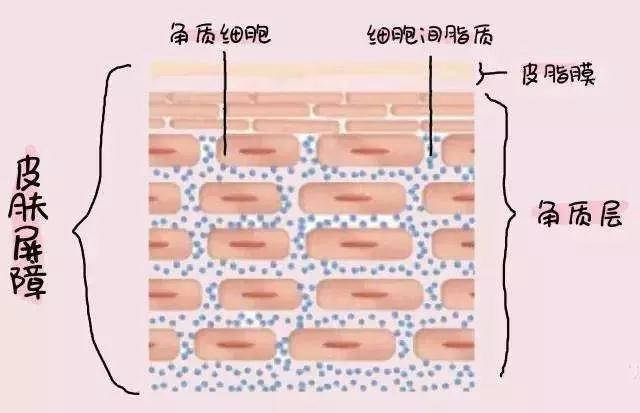 化妆品|空气即将变得干燥，请“敏感肌”们做好这6件事来规避敏感不适