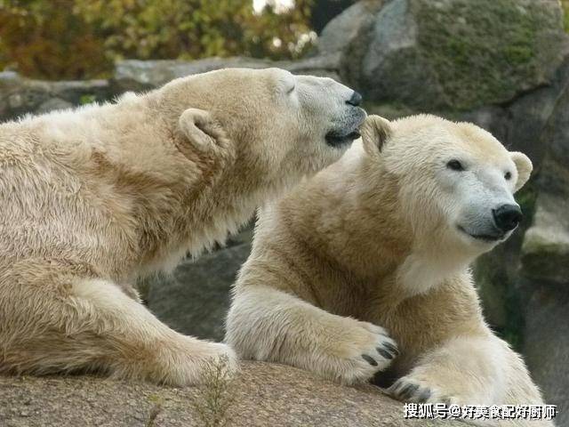 溫血動物和冷血動物誰更容易生病它們有哪些主要區別