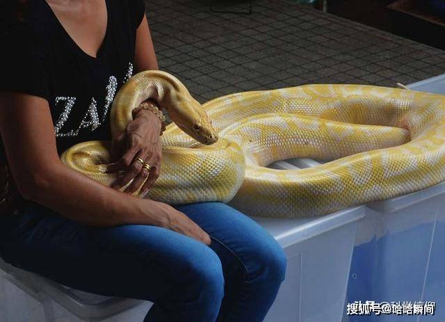 在蟒蛇的腹部,靠近尾巴的位置,你能够找到两个未退化完全的残肢,而在