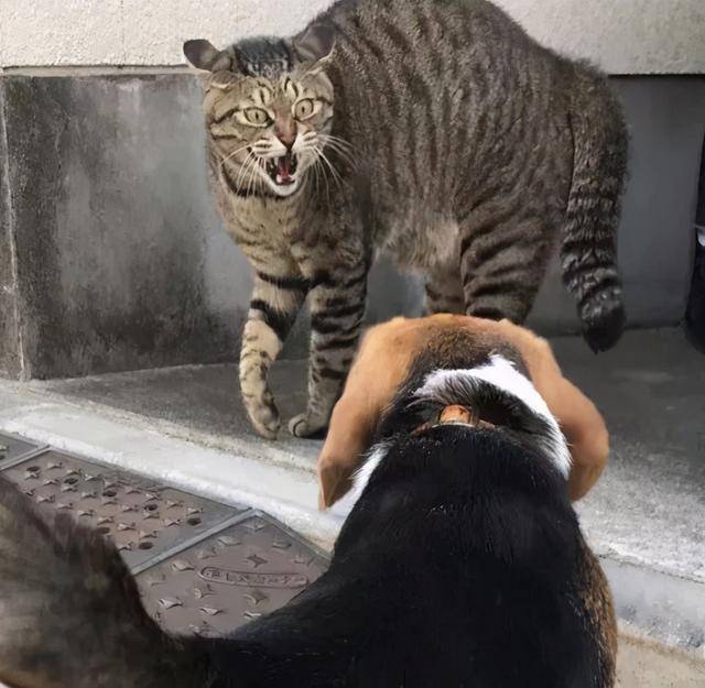 经济为什么养了狸花猫后，对其他猫就不感兴趣了？这几点让我爱了