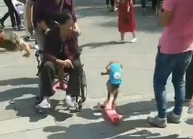 泰迪看到老奶奶主動跳車，狗狗也知道尊老，這是一條有素質的狗 萌趣萌寵 第3张